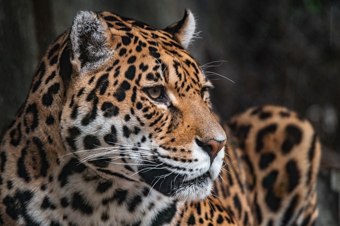Soñar con un jaguar ¿Qué significa?