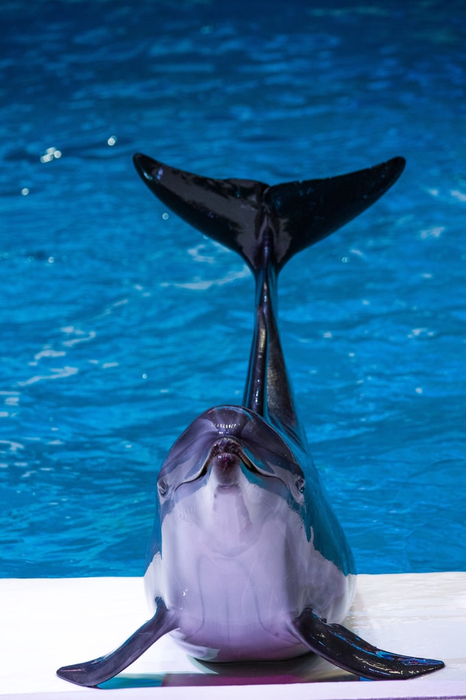 Soñar con un delfín fuera del agua ¿Qué significa?