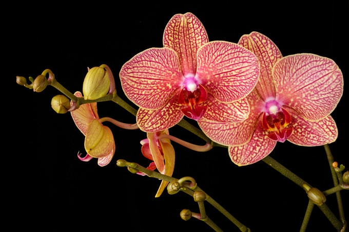 Soñar con orquídeas ¿Qué significa?
