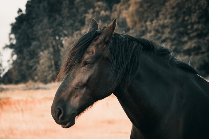 Soñar con un caballo negro ¿Qué significa?